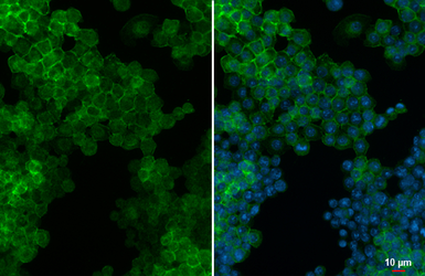Anti-F4/80 antibody [HL5469] used in Immunocytochemistry/ Immunofluorescence (ICC/IF). GTX646111